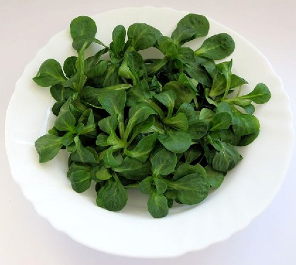 Corn Salad or Lamb's Lettuce